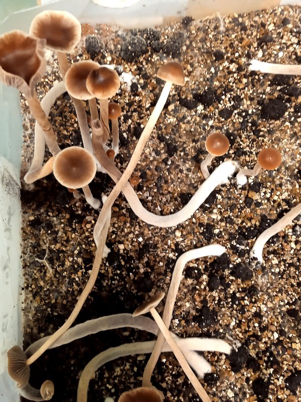 molten-rainbow-buy-magic-mushroom-spore-syringe-print-galindoi P. galindoi