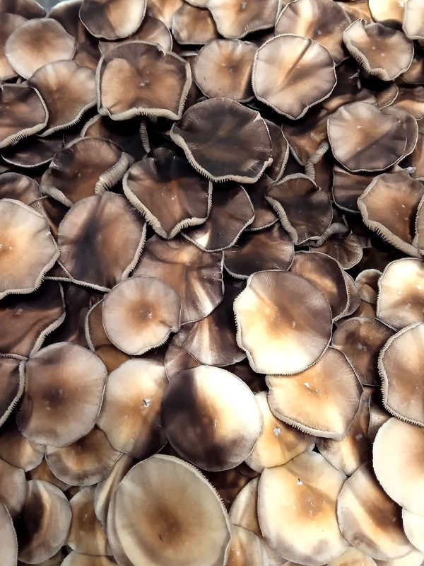 print Golden Teacher