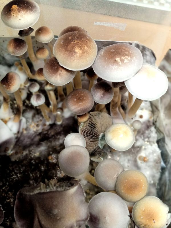 molten-rainbow-buy-magic-mushroom-spore-syringe-print-treasure-coast Treasure Coast